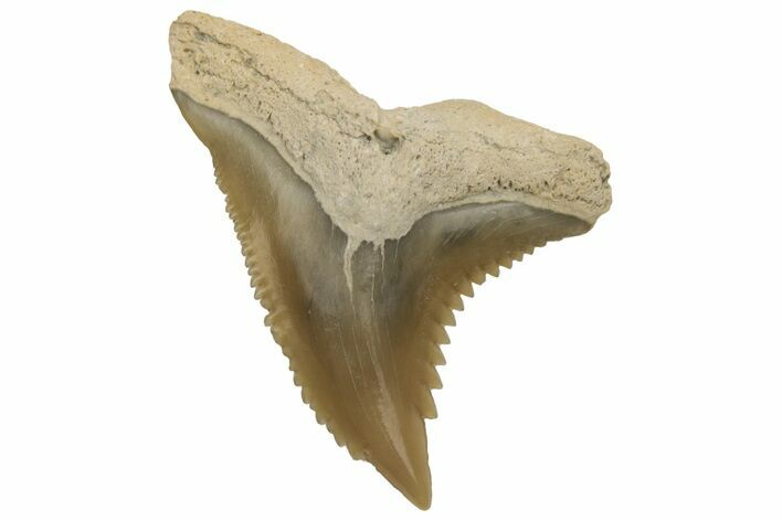 Snaggletooth Shark (Hemipristis) Tooth - Aurora, NC #237904